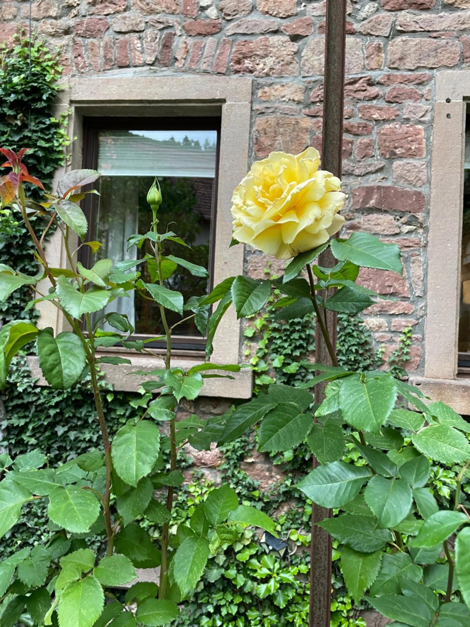 단넨펠스 "El Patio" Am Donnersberg 아파트 외부 사진